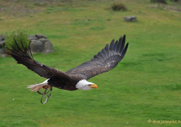 Roofvogelshow Beekse Bergen Mei