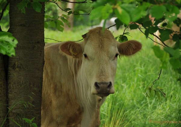 Wandelen in Limburg Mei