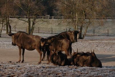 DSC_4512a Wandelen in de Beekse Bergen