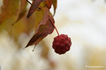 DSC_0886 Herfst in Arcen