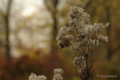 DSC_0934 Herfst in Arcen