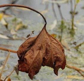 DSC_0946 Herfst in Arcen