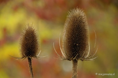 DSC_0962 Herfst in Arcen