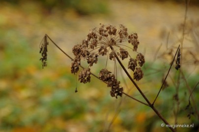 DSC_0967 Herfst in Arcen