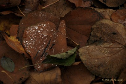 DSC_1026 Herfst in Arcen
