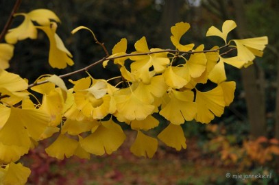 DSC_1189 Herfst in Arcen