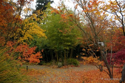 DSC_1206 Herfst in Arcen