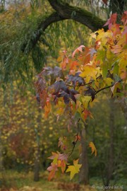 DSC_1307 Herfst in Arcen