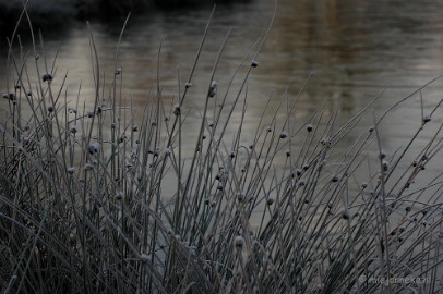 DSC_4448a Touch of winter in de BB