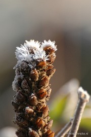DSC_4604a Touch of winter in de BB