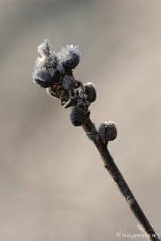 DSC_4615a Touch of winter in de BB
