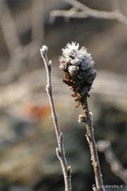 DSC_4622 Touch of winter in de BB