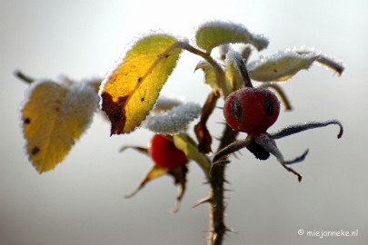 DSC_4637a Touch of winter in de BB