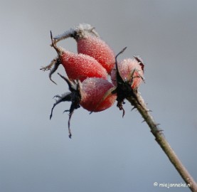 DSC_4667a Touch of winter in de BB