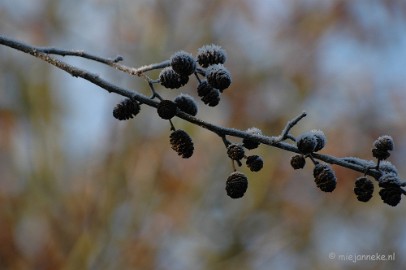 DSC_4741 Touch of winter in de BB