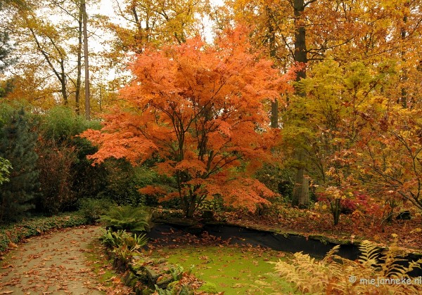 Herfst in Arcen November