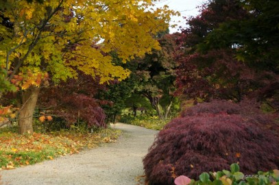 DSC_0445 Herfst in Arcen
