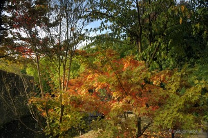DSC_0448 Herfst in Arcen