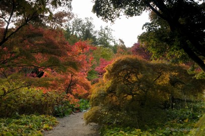 DSC_0454 Herfst in Arcen