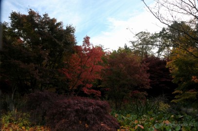 DSC_0468 Herfst in Arcen