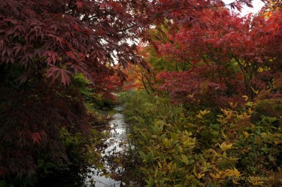 DSC_0488 Herfst in Arcen