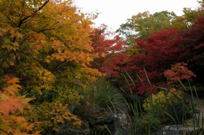 DSC_0495 Herfst in Arcen