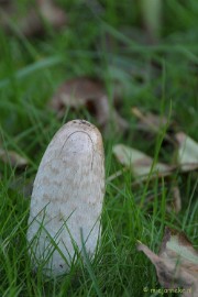 DSC_0406 Arcen