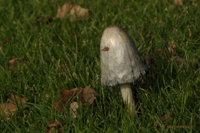 DSC_0524 Arcen