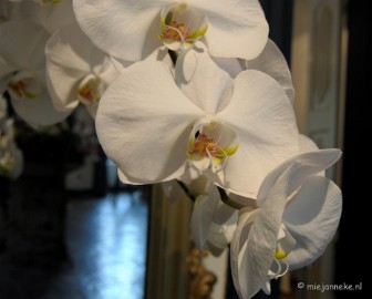 DSC_0062 Orchiade