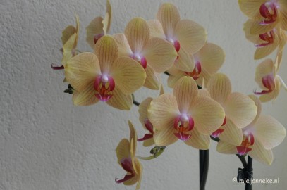 DSC_0588 Orchiade