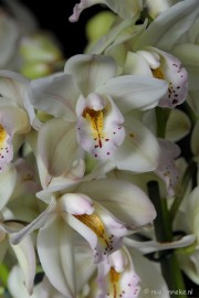 DSC_0590 Orchiade