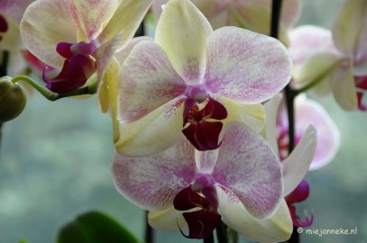 DSC_0594 Orchiade