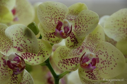 DSC_0606 Orchiade