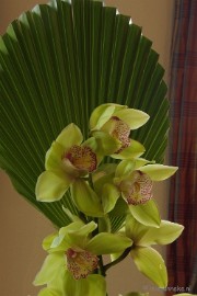 DSC_0609 Orchiade