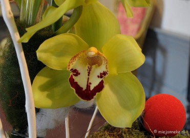DSC_0618 Orchiade