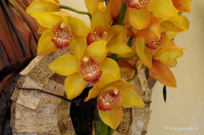 DSC_0638 Orchiade