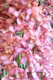 DSC_0641 Orchiade