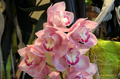 DSC_0644 Orchiade