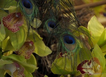 DSC_0664 Orchiade
