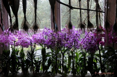 DSC_0665 Orchiade