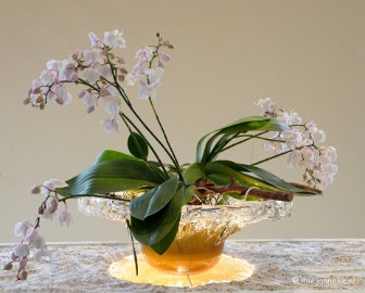 DSC_0684 Orchiade