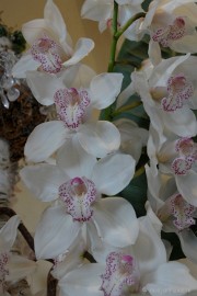 DSC_0687 Orchiade