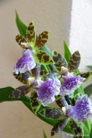 DSC_0690 Orchiade