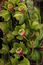 DSC_0774 Orchiade