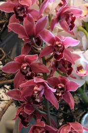 DSC_0775 Orchiade