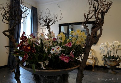 DSC_0049 Orchiade