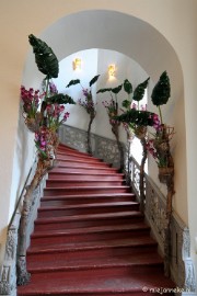 DSC_0074 Orchiade