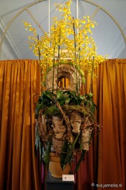 DSC_0135 Orchiade