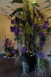 DSC_0152 Orchiade