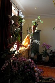 DSC_0291 Orchiade
